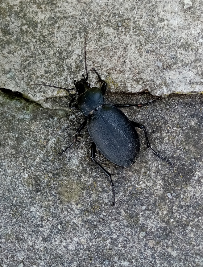 graz_fauna_(9)  Austria,Carabus coriaceus,Geotagged,Spring