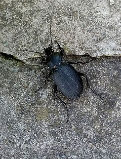 graz_fauna_(9)  Austria,Carabus coriaceus,Geotagged,Spring