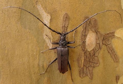 2.6_.2012_010_  Cerambyx cerdo,Geotagged,Great capricorn beetle,Spring