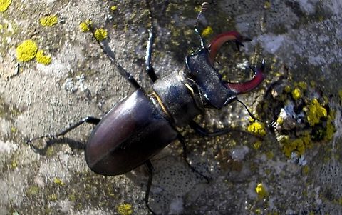 Stag beetle, Croatia  Croatia,Geotagged,Lucanus cervus,Stag beetle,Summer