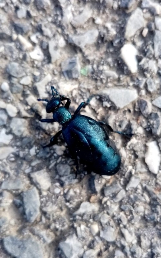 Meloe_violaceus  Croatia,Geotagged,Meloe violaceus,Spring,Violet Oil Beetle
