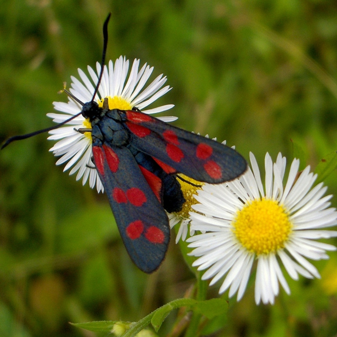 Zygaena_filipendulae  Croatia,Geotagged,Six-spot burnet,Spring,Zygaena filipendulae