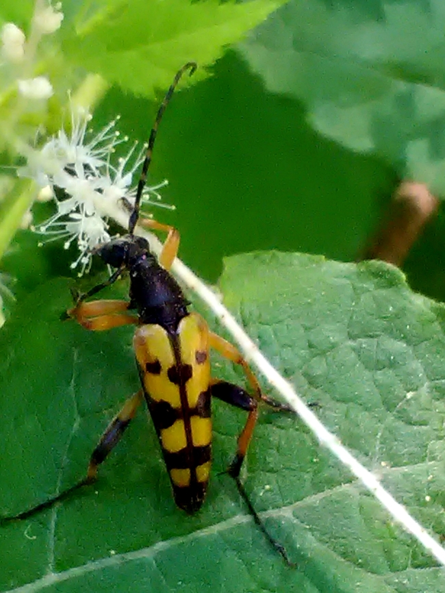 IMG_20190630_160811  Rutpela maculata,Spotted Longhorn