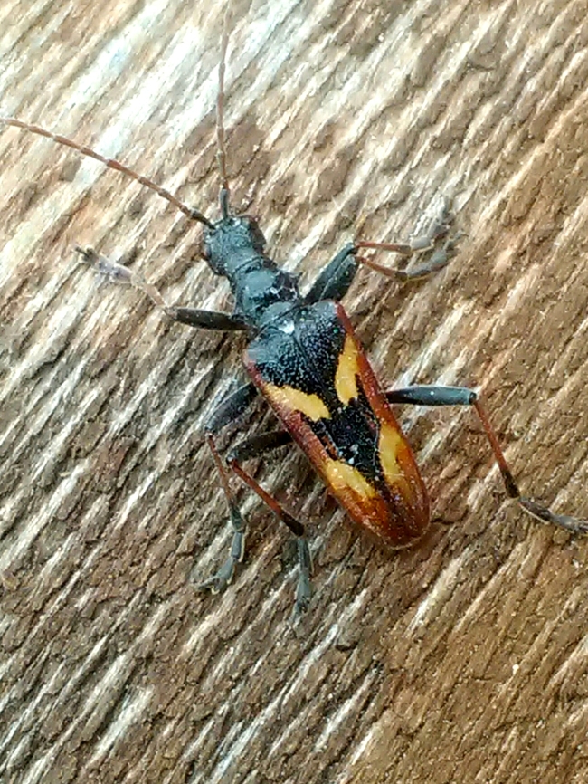 IMG_20180705_121844  Austria,Geotagged,Rhagium bifasciatum,Summer,Two-banded longhorn beetle