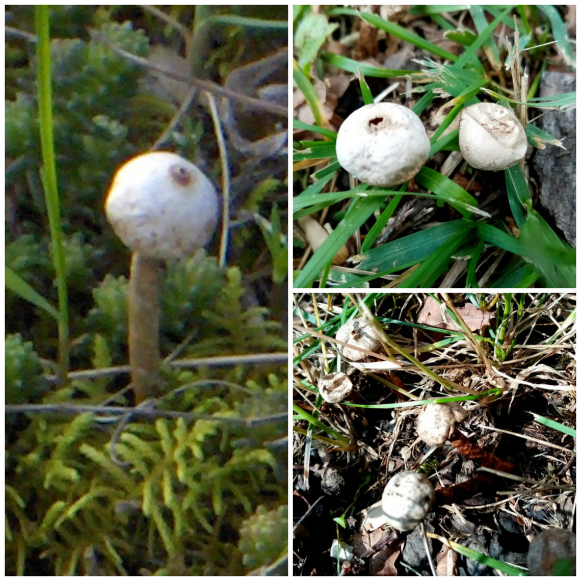 Tulostoma_brumale  Tulostoma brumale,Winter Stalk-Puffball