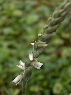 Spiranthes_spiralis_(3)  Autumn ladys-tresses,Spiranthes spiralis