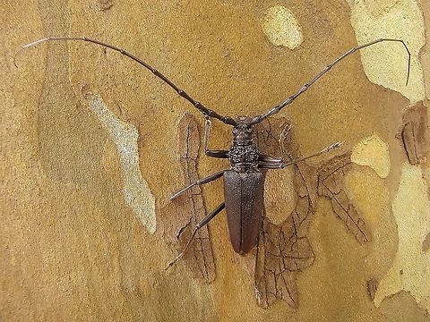 Cerambyx  Cerambyx cerdo,Croatia,Geotagged,Spring