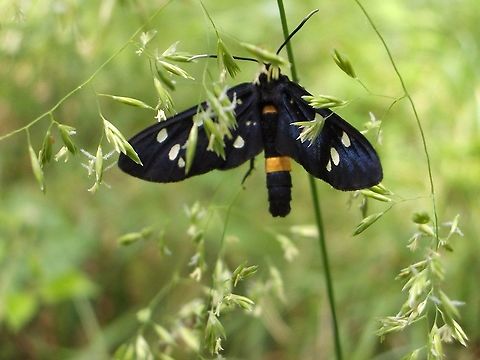 Amata  Amata phegea,Croatia,Geotagged,Nine-spotted moth,Spring