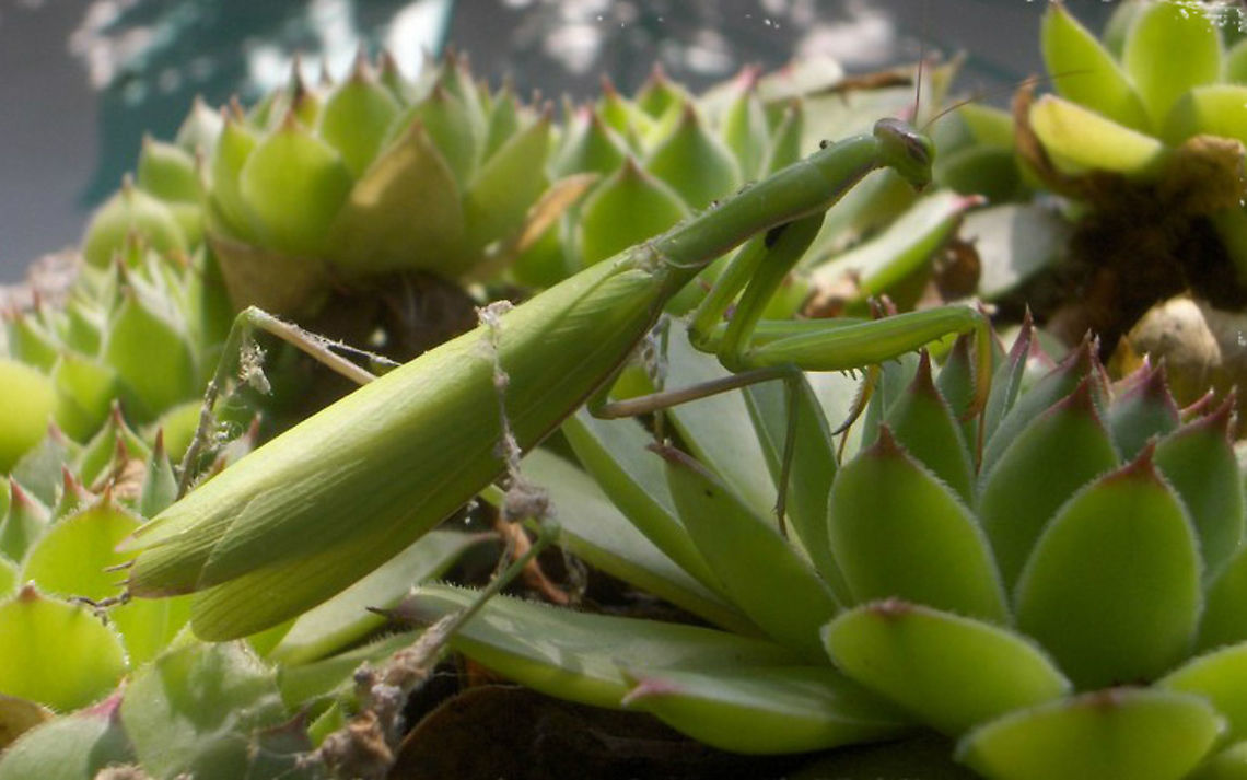 Mantis  Croatia,European Mantis,Geotagged,Mantis religiosa,Summer