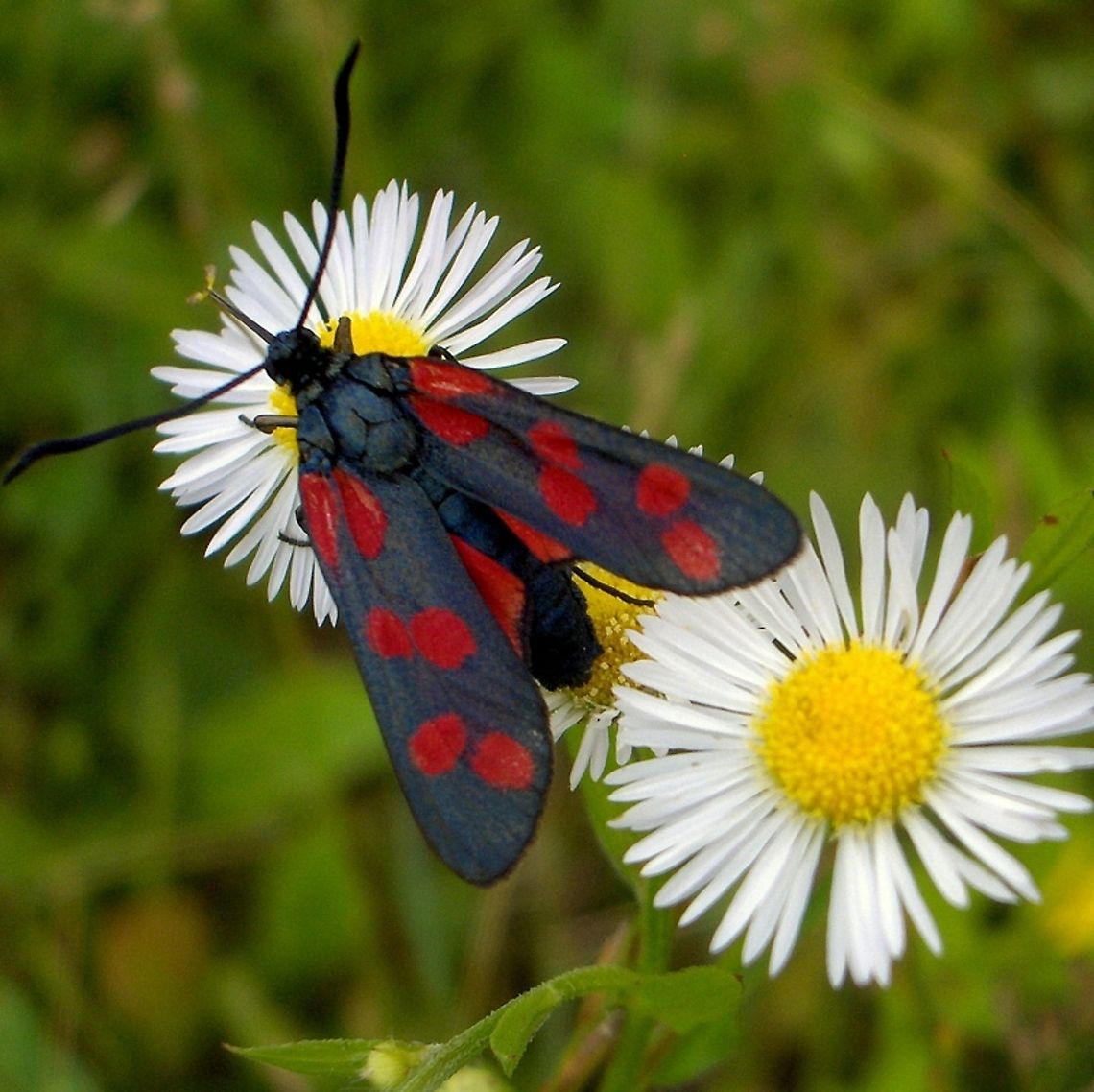Zygaena  Six-spot burnet,Zygaena filipendulae