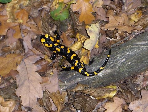 Salamandra  Fire Salamander,Salamandra salamandra