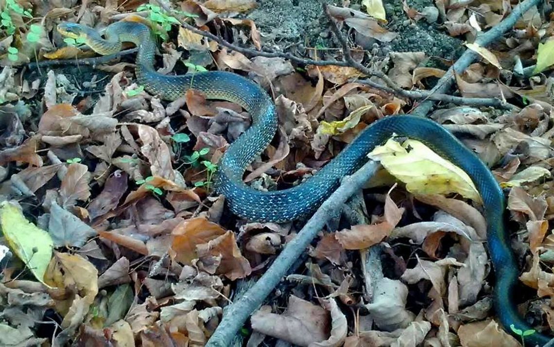 Zamenis_longissimus  Aesculapian snake,Zamenis longissimus