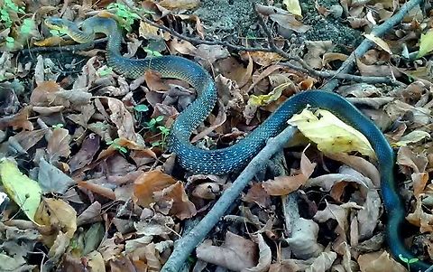 Zamenis_longissimus  Aesculapian snake,Zamenis longissimus