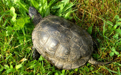 Emys  Emys orbicularis,European pond turtle