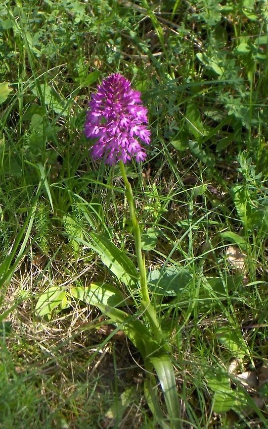 Anacamptis_pyramidalis  Anacamptis pyramidalis,Pyramidal Orchid