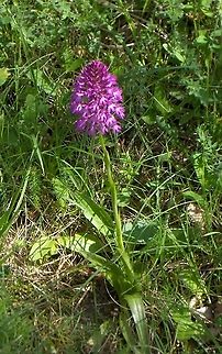 Anacamptis_pyramidalis  Anacamptis pyramidalis,Pyramidal Orchid