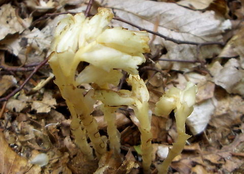Monotropa  Dutchman's pipe,Monotropa hypopitys