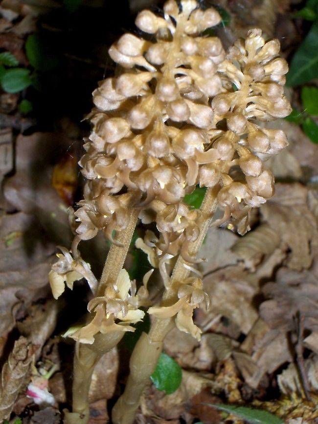 Neottia  Birds-nest orchid,Neottia nidus-avis