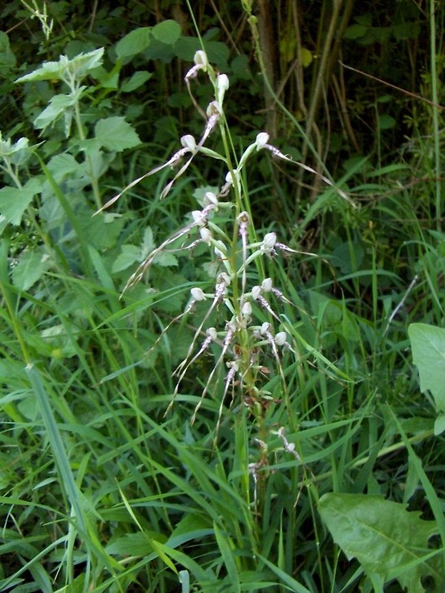Himantoglossum_hircinum_(L.)_Koch_  Himantoglossum hircinum,lizard orchid