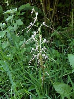 Himantoglossum_hircinum_(L.)_Koch_  Himantoglossum hircinum,lizard orchid