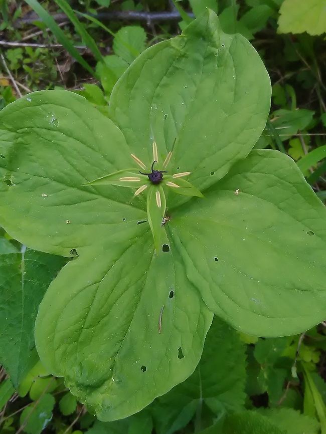Paris  Paris quadrifolia,True lover's knot