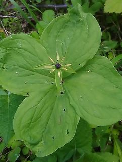 Paris  Paris quadrifolia,True lover's knot