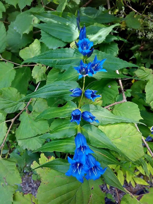Gentiana  Gentiana asclepiadea