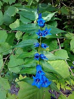 Gentiana  Gentiana asclepiadea