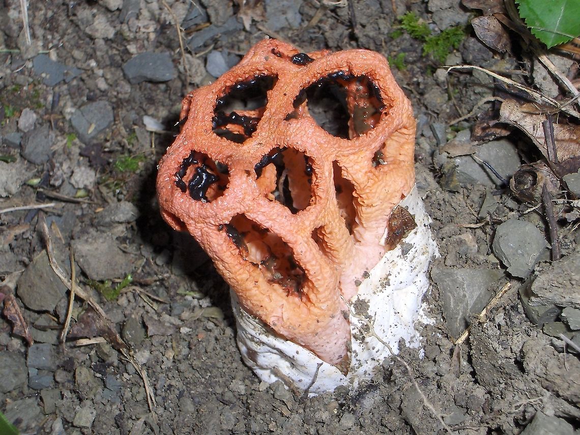 Clathrus  Clathrus ruber