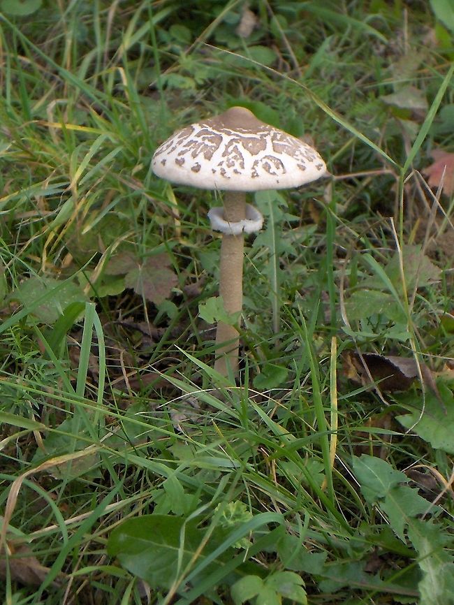 Macrolepiota_procera1  Macrolepiota procera,Parasol mushroom