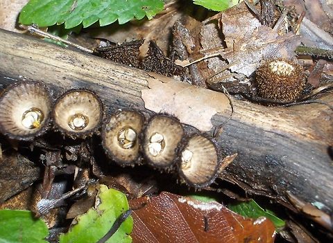 Cyathus_striatus  Cyathus striatus,Fluted bird's nest