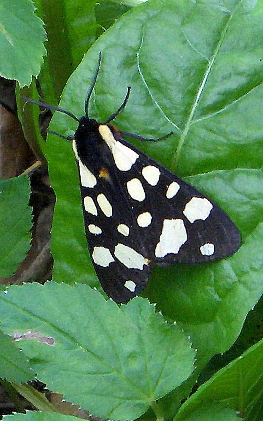 Epicallia_villica  Arctia villica,Cream-spot Tiger