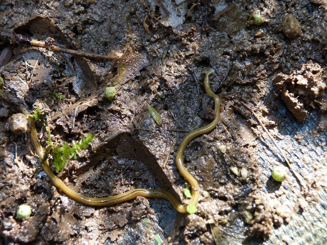 Bipalium  Bipalium kewense