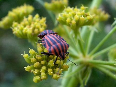 Graphosoma  Graphosoma,Graphosoma italicum,Heteroptera,Minstrel Bug,Pentatomidae