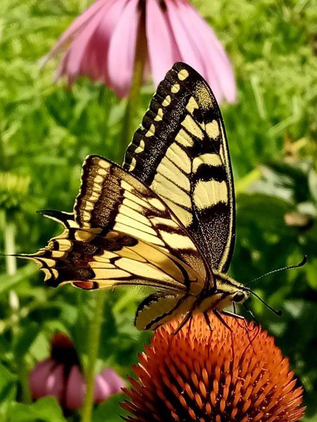 papilio_machaon_(3)  Old World swallowtail,Papilio machaon