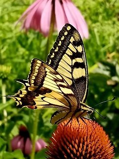 papilio_machaon_(3)  Old World swallowtail,Papilio machaon