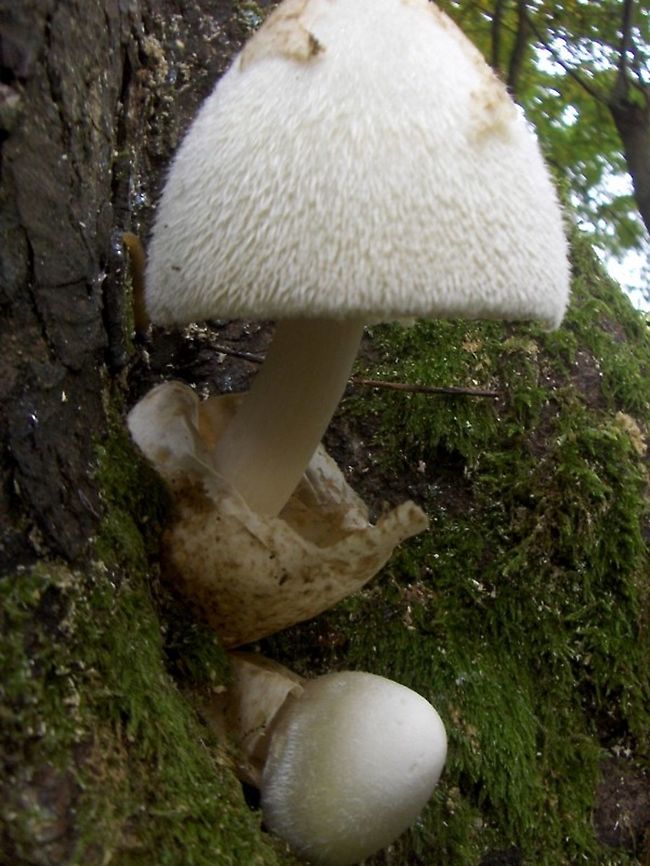 Volvariella_bombicina_(3)  Silky sheath,Volvariella bombycina