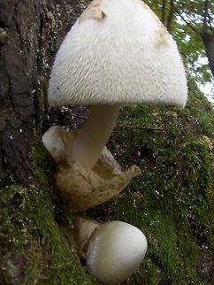Volvariella_bombicina_(3)  Silky sheath,Volvariella bombycina