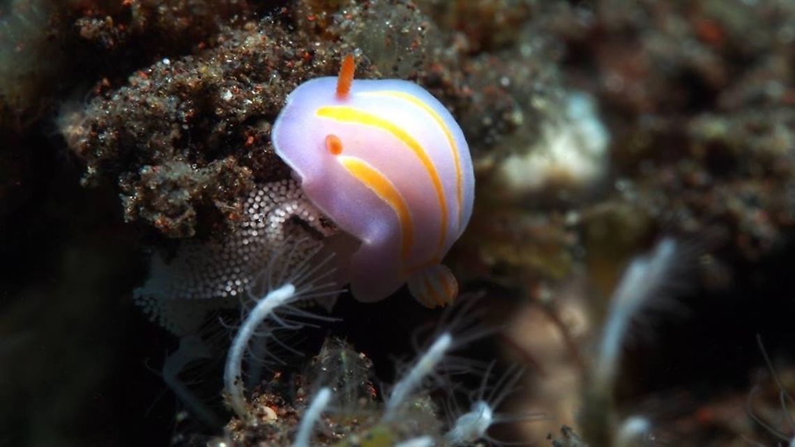 Mexichromis trilineata laying eggs  Geotagged,Indonesia,Mexichromis trilineata,Nudibranch