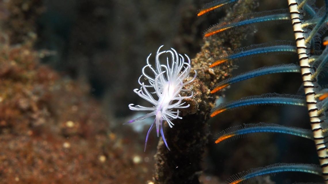 Flabellina rubrolineata A small wonder in the sea! Bali,Coryphellina rubrolineata,Geotagge,Indonesië,Nudibranch,Red-lined flabellina