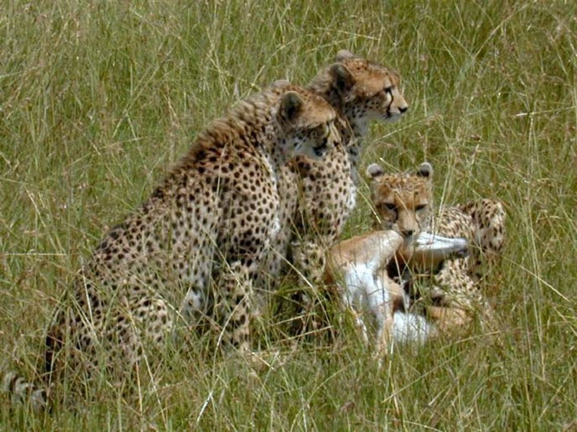 cheetah kill Cheetah with impala kill Acinonyx jubatus,Cheetah,Geotagged,Kenya