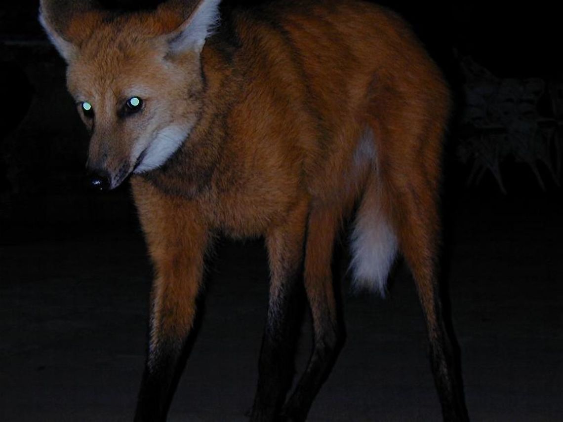 Maned wolf - chrysocyon brachyurus Lobo guara in brazil,  Brazil,Chrysocyon brachyurus,Geotagged,Maned wolf