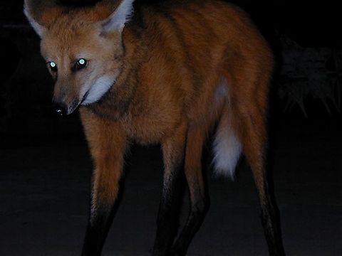Maned wolf - chrysocyon brachyurus Lobo guara in brazil,  Brazil,Chrysocyon brachyurus,Geotagged,Maned wolf