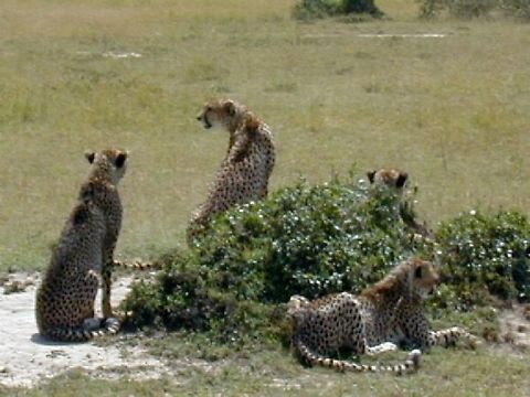 cheetah family bored mother with 3 babies, a rarity, normally only one cub is raised. This female consistently raises multiple cubs. Acinonyx jubatus,Cheetah
