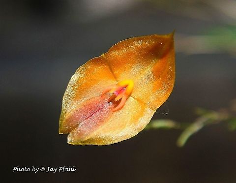 Lepanthes matisii A super miniature sized cold growing epiphyte found in a dwarf scrub forest with lots of tiny spiders, note the lip and column and how it appears to be a spider, Pollination occurs when the spider either attacks or wants to make love to the central part of the orchid Colombia,Geotagged,Lepanthes matisii,Orchid
