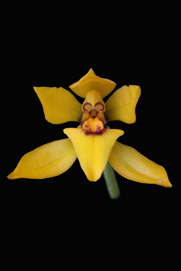 Cyrtochilum rubrocallosum An orchid originally described as an Odontoglossum by Bennett &amp;Christenson; in 2001 Cyrtochilum rubrocallosum,Geotagged,Peru,orchid
