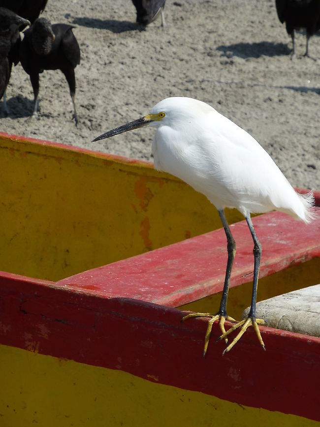 Ubatuba, SP, Brazil.  P1010979 Snowy Egret (Egretta thula) on Ubatuba beach, in Brazil SP Brazil,Egretta thula,Geotagged,Snowy Egret,Winter