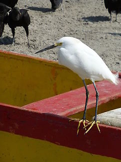 Ubatuba, SP, Brazil.  P1010979 Snowy Egret (Egretta thula) on Ubatuba beach, in Brazil SP Brazil,Egretta thula,Geotagged,Snowy Egret,Winter