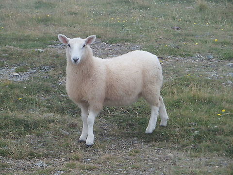 Sheep in NewFoundLand, Canada.  SAM_0768 Sheep at Cape St Mary's in the province of NewFoundLand, Canada.  Canada,Domestic sheep,Geotagged,NewFoundLand,Ovis aries,Summer
