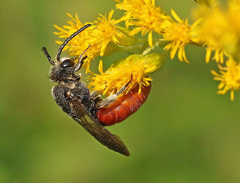 White-lipped blood bee Took a shot at this bee in Leersum the Netherlands Geotagged,Netherlands,Sphecodes albilabris,Summer,White-lipped Blood Bee